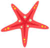 red star fish